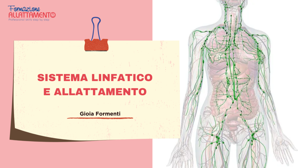 sistema linfatico e allattamento